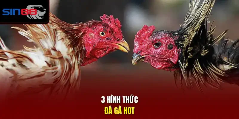 3 hình thức đá gà hot