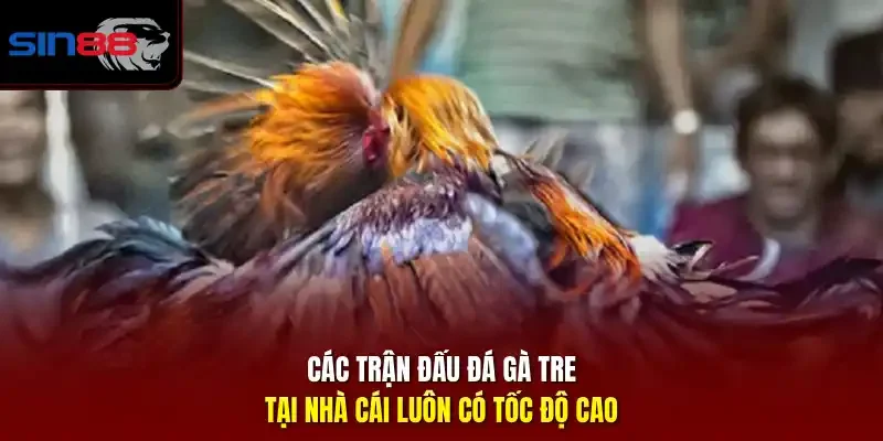 Các trận đấu đá gà tre tại nhà cái luôn có tốc độ cao.