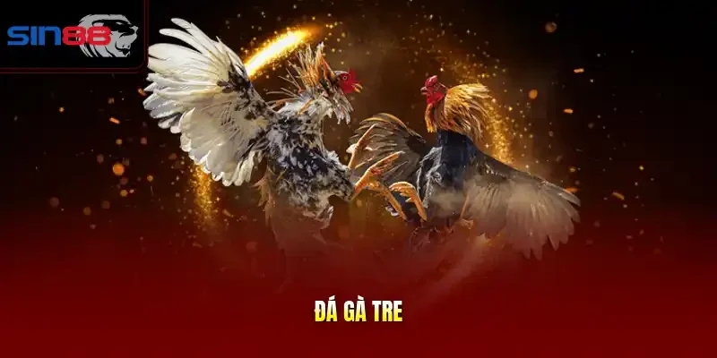 đá gà tre