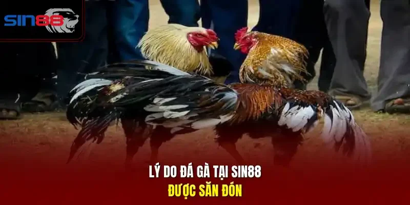 Lý do đá gà tại SIN88 được săn đón