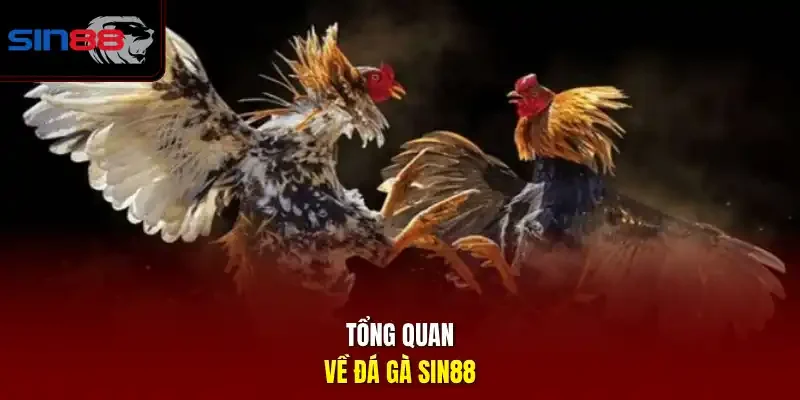 Tổng quan về đá gà SIN88